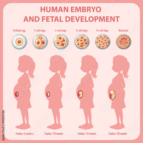 Human embryonic development in human infographic