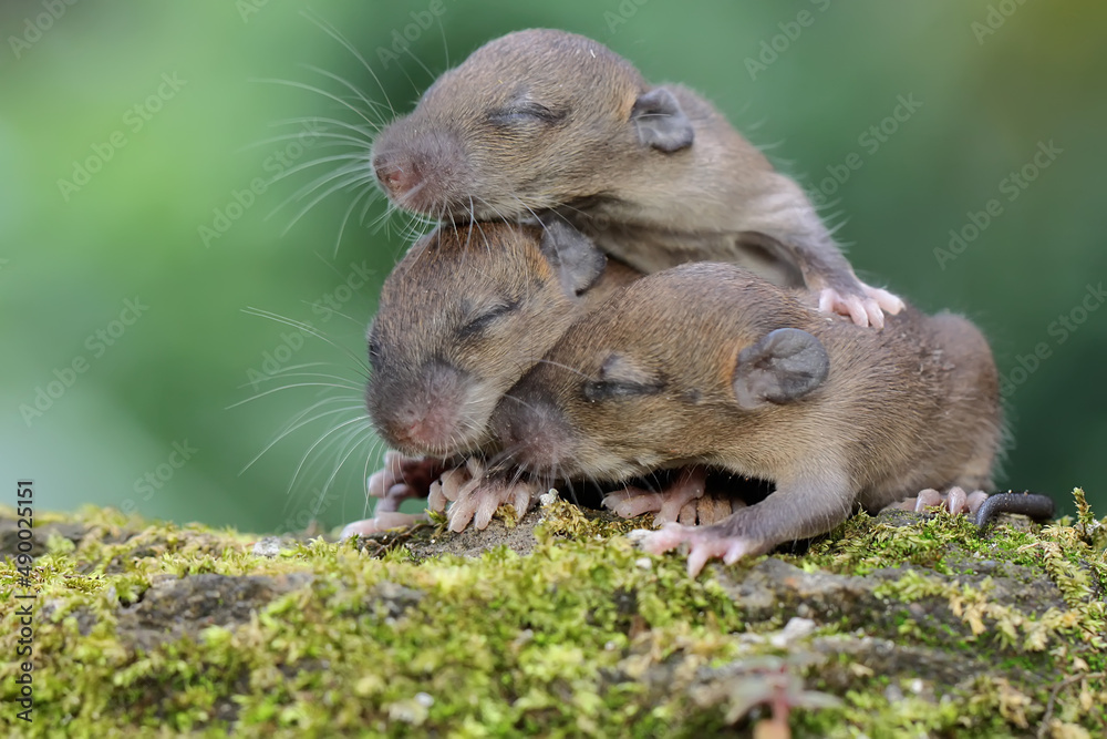 A number of baby house mice are sleeping in their nests. This rodent mammal has the scientific name Mus musculus. 