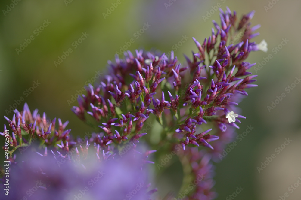 Flora of Gran Canaria - Limonium preauxii, Sea lavender endemic to the island
Flora of Gran Canaria - Limonium preauxii, Sea lavender endemic to the island