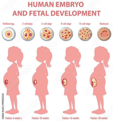 Human embryonic development in human infographic