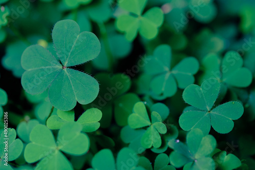 Clover Leaves for Green background with three-leaved shamrocks. st patrick s day background  holiday symbol.