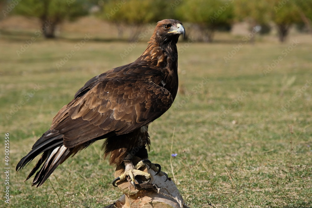 Fototapeta premium Almaty / Kazakhstan - 09.23.2020 : A tamed Golden eagle sits on a wooden platform in the open steppe.