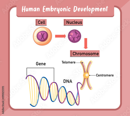 Human embryonic development infographic