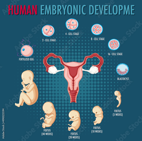 Human embryonic development in human infographic