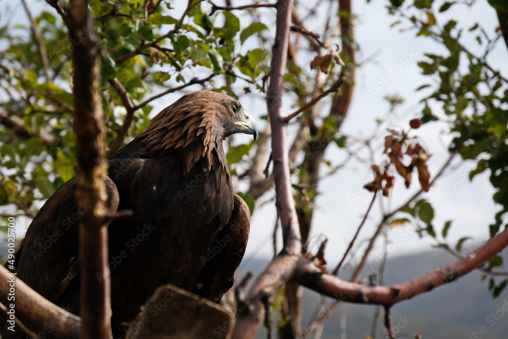 Almaty / Kazakhstan - 09.23.2020 : A Golden eagle tamed for training sits on a wooden platform among the branches. Almaty / Kazakhstan - 09.23.2020 : A Golden eagle tamed for training sits on a wooden platform among the branches.