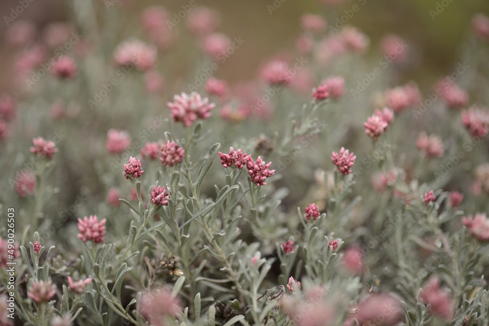 Flora of Lanzarote - Helichrysum monogynum, red cotton wool everlasting, Vulnerable species endemic to the island
Flora of Lanzarote - Helichrysum monogynum, red cotton wool everlasting, Vulnerable species endemic to the island