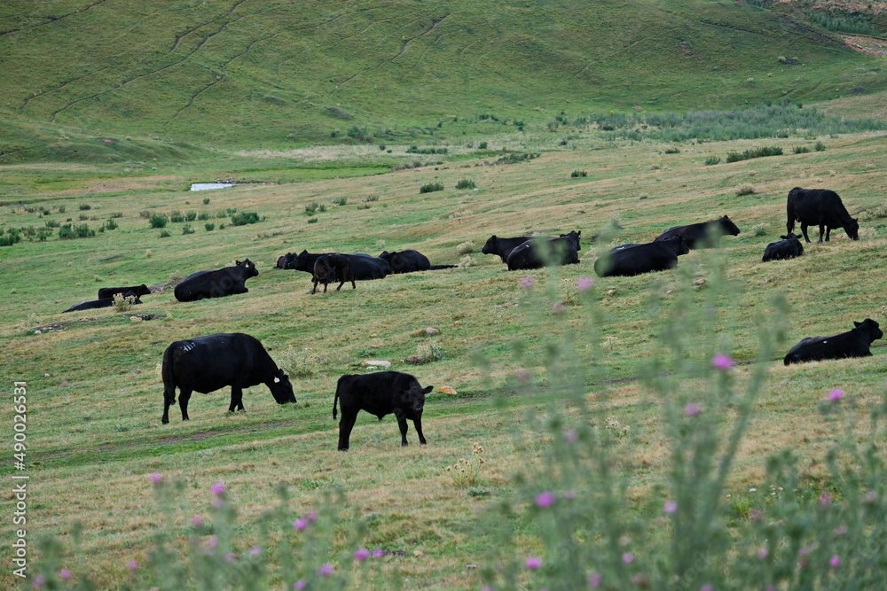 Almaty / Kazakhstan - 08.12.2018 : Grazing animals on the high plateau - assy. It is located at an altitude of 2750 m above sea level, East of the city of Almaty Almaty / Kazakhstan - 08.12.2018 : Grazing animals on the high plateau - assy. It is located at an altitude of 2750 m above sea level, East of the city of Almaty