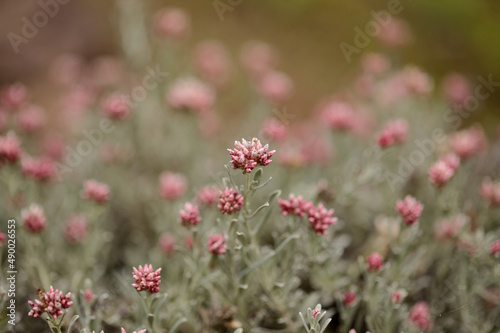 Flora of Lanzarote - Helichrysum monogynum, red cotton wool everlasting, Vulnerable species endemic to the island 