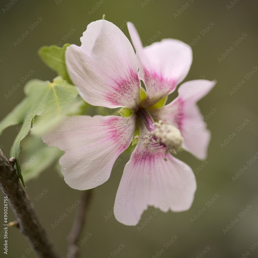 Flora of Gran Canaria - flowering Malva acerifolia tree endemic to Canary Islands natural macro floral background
Flora of Gran Canaria - flowering Malva acerifolia tree endemic to Canary Islands natural macro floral background