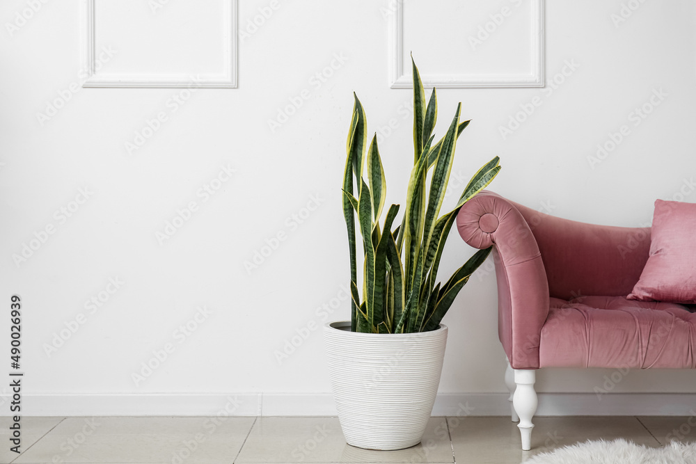 Beautiful houseplant and armchair near white wall