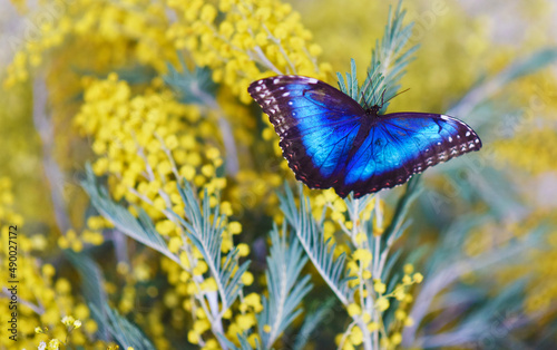 bright blue butterfly on yellow mimosa flowers