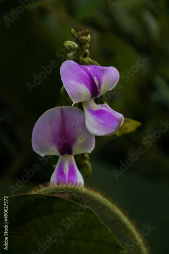 blooming white purplish kudzu flower