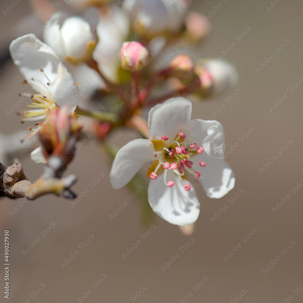 Horticulture of Gran Canaria - White flowers of pear tree Horticulture of Gran Canaria - White flowers of pear tree
