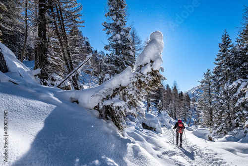 Trentino, escursione sulla neve #490027901