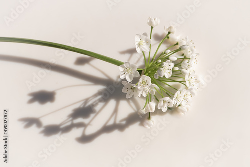 fine art image of white allium flower in mile and shadow of sun light photo