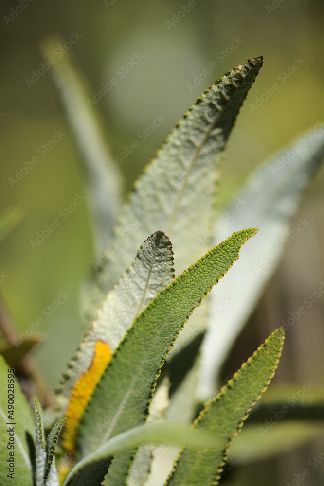 Fototapeta premium Flora of Gran Canaria - Salvia canariensis, Canary Island sage natural macro floral background 
