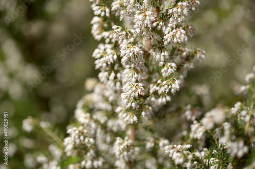 Flora of Gran Canaria -  small white flowers of Erica arborea Tree Heather natural macro floral background
