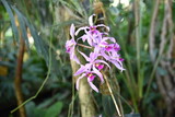 Orchidée mauve dans la serre