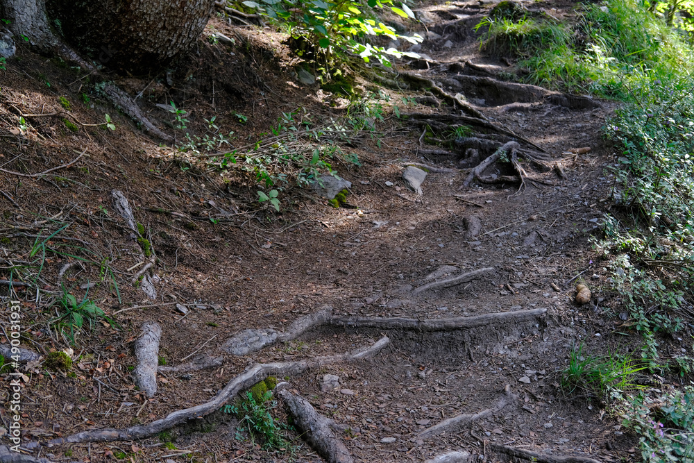 hiking trail in green forest, protruding tree roots, brown earth, concept tourist walk in nature, difficult climb in mountains, nature conservation, planet ecology, warming problem, climate change hiking trail in green forest, protruding tree roots, brown earth, concept tourist walk in nature, difficult climb in mountains, nature conservation, planet ecology, warming problem, climate change