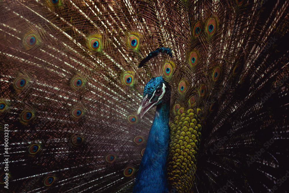 Obraz premium Blue peacock.Indian peacock.beautiful peacock.
