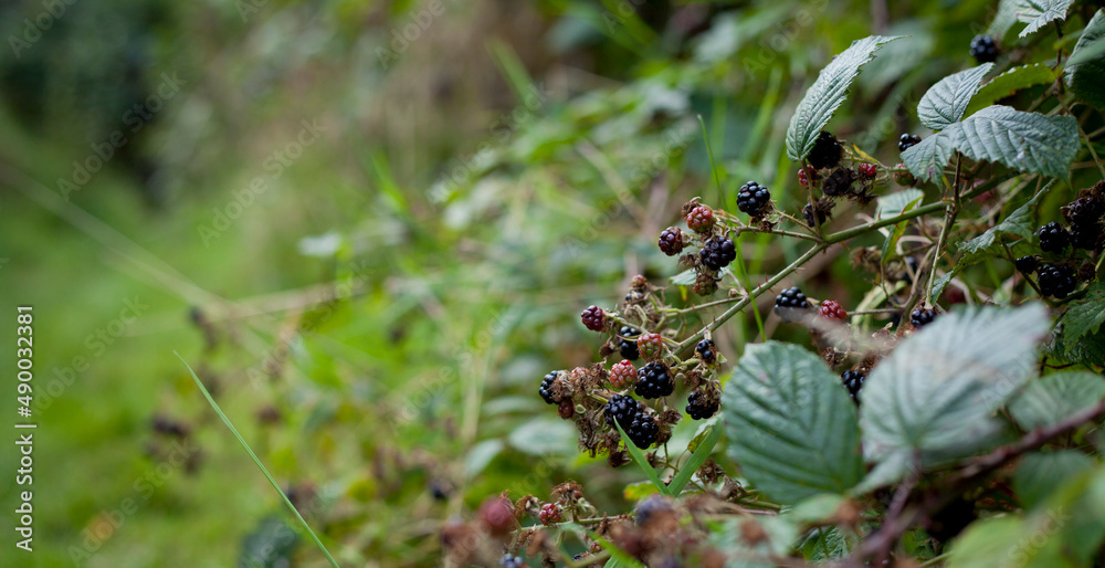 Foraging for wild food summer bramble bushes full of fruit. Stock