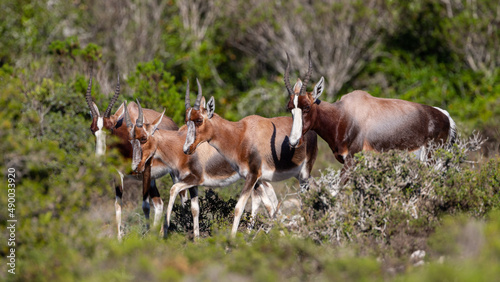 Eine Gruppe von Antilopen (Bonteboks) durchstreift die grün bewaldeten Flächen und Büsche des De Hoop Nature Reserves im Süden Südafrikas, nahe der Garden Route photo
