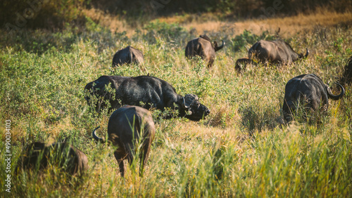 Große und kleine Büffeln grasen und durchziehen die gelb grüne Savanne des Kruger Nationalparks in Südafrika photo