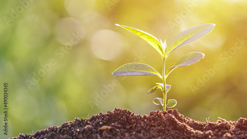 New life concept. Young plant in the morning light on defocused nature background