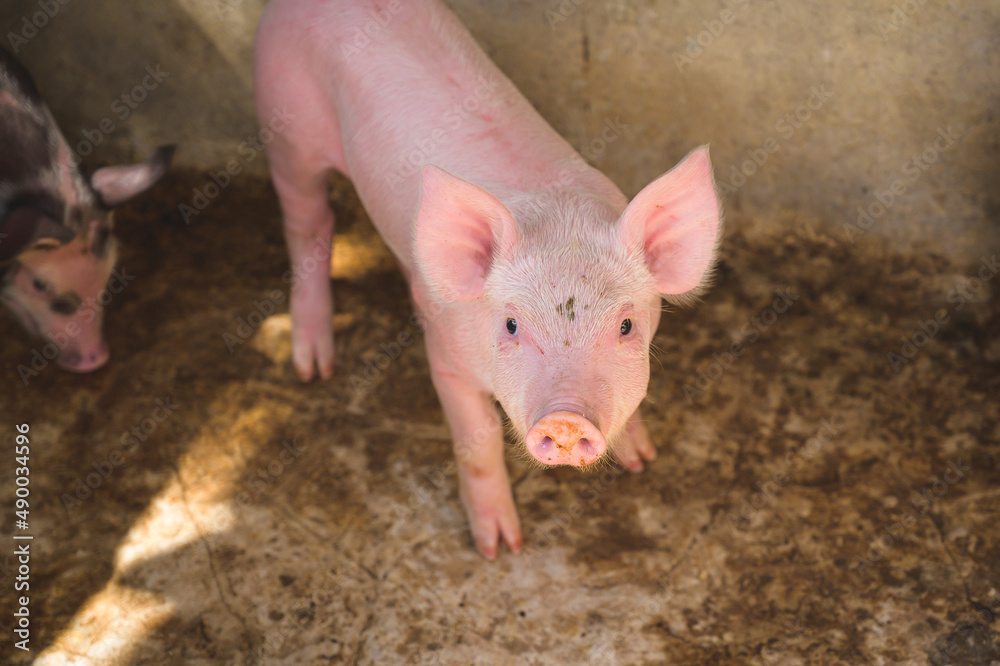A small piglet in the farm. group of piglet waiting feed. swine in the stall. A small piglet in the farm. group of piglet waiting feed. swine in the stall.