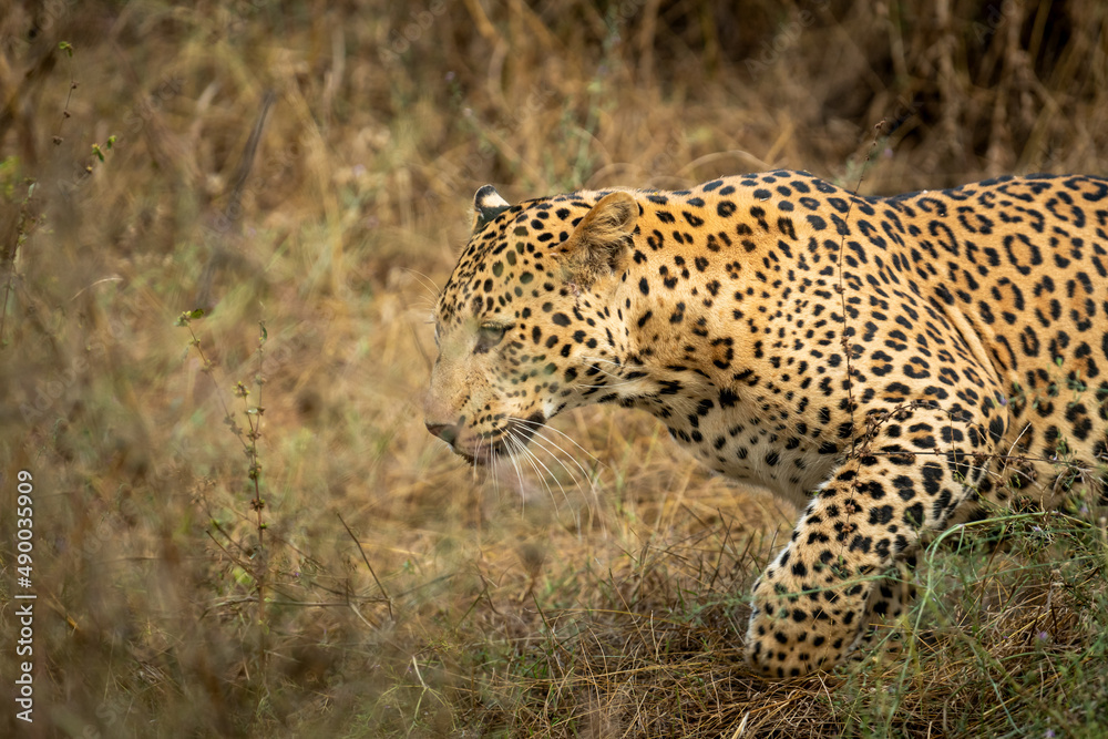 closeup of indian wild male leopard or panther in rush or running during outdoor wildlife jungle safari at forest of central india - panthera pardus fusca closeup of indian wild male leopard or panther in rush or running during outdoor wildlife jungle safari at forest of central india - panthera pardus fusca