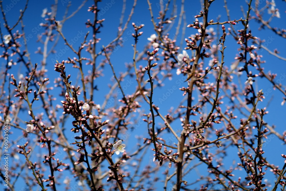 Branches d'amandier en fleur et ciel bleu. Branches d'amandier en fleur et ciel bleu.