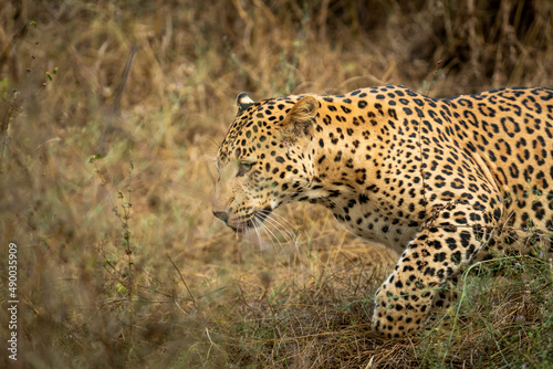 closeup of indian wild male leopard or panther in rush or running during outdoor wildlife jungle safari at forest of central india - panthera pardus fusca