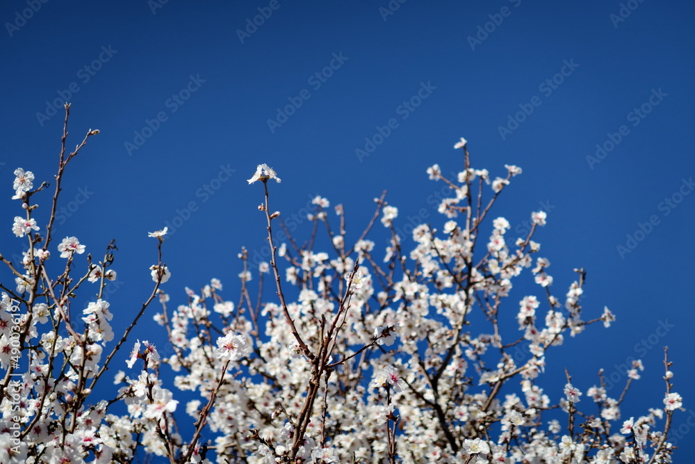 Branches d'amandier en fleur et ciel bleu. Branches d'amandier en fleur et ciel bleu.