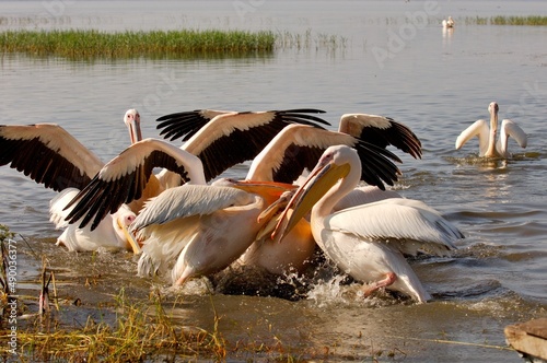 Rosapelikane (Pelecanus onocrotalus) auf einem See in Äthiopien streiten um Fische.