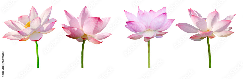Lotus flower collections isolated on white background. File contains with clipping path. Lotus flower collections isolated on white background. File contains with clipping path.
