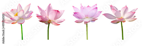 Lotus flower collections isolated on white background. File contains with clipping path. © Nisathon Studio