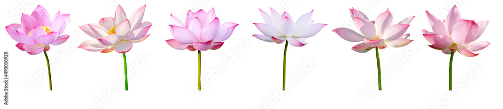 Lotus flower collections isolated on white background. File contains with clipping path. Lotus flower collections isolated on white background. File contains with clipping path.