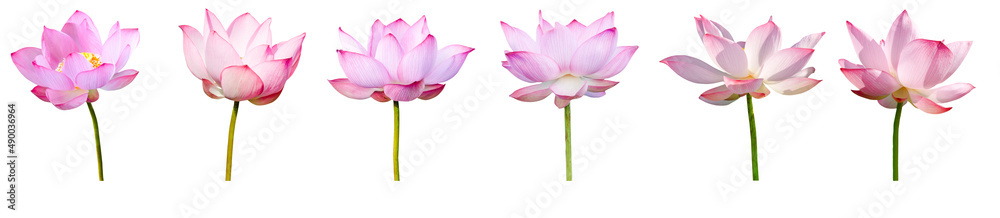Fototapeta premium Lotus flower collections isolated on white background. File contains with clipping path.