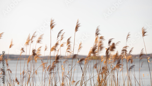 Golden reeds on a lake. Natural background. Neutral colors. Selective focus.