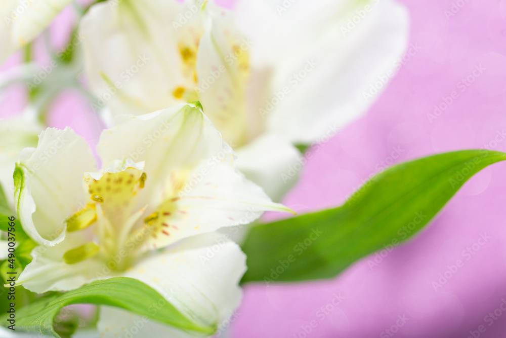 A bouquet of delicate white flowers. Festive card with spring flowers on a light pink background close up A bouquet of delicate white flowers. Festive card with spring flowers on a light pink background close up