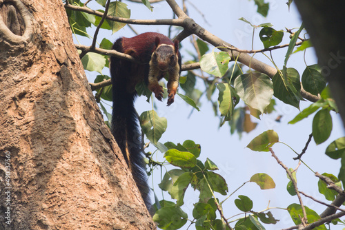 Giant Squirrel found in High altitude dense deciduous  forest of Odisha. photo