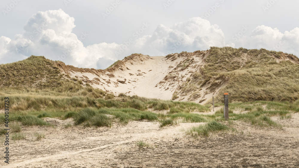 hiking trail in Dutch dune reserve with white sand and wild green grass