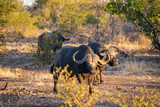 Ein riesiger männlicher Büffel (Cape Buffalo) steht breitbeinig mit seinen massiven Hörnern auf dem Kopf in Mitten der Savannenlandschaft des Kruger Nationalparks in Südafrika