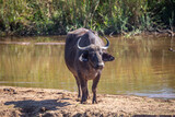 Ein weiblicher Büffel (Cape Buffalo) steht am Ufer eines Flusses und lässt sich von einem Vogel auf dem Rücken putzen, Kruger Nationalpark, Südafrika