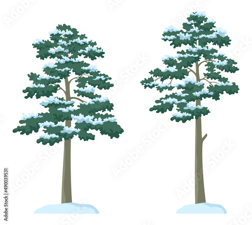 Winter Landscape, Pine Trees with Snow Isolated on White Background. Vector