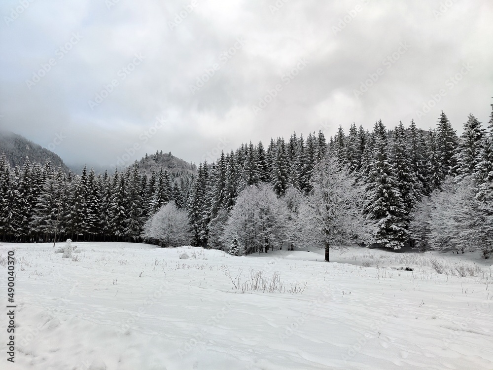 Winter in the forest. Snow covered trees. Winter in the forest. Snow covered trees.