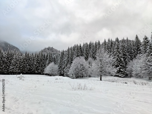 Winter in the forest. Snow covered trees.  © dianacoman
