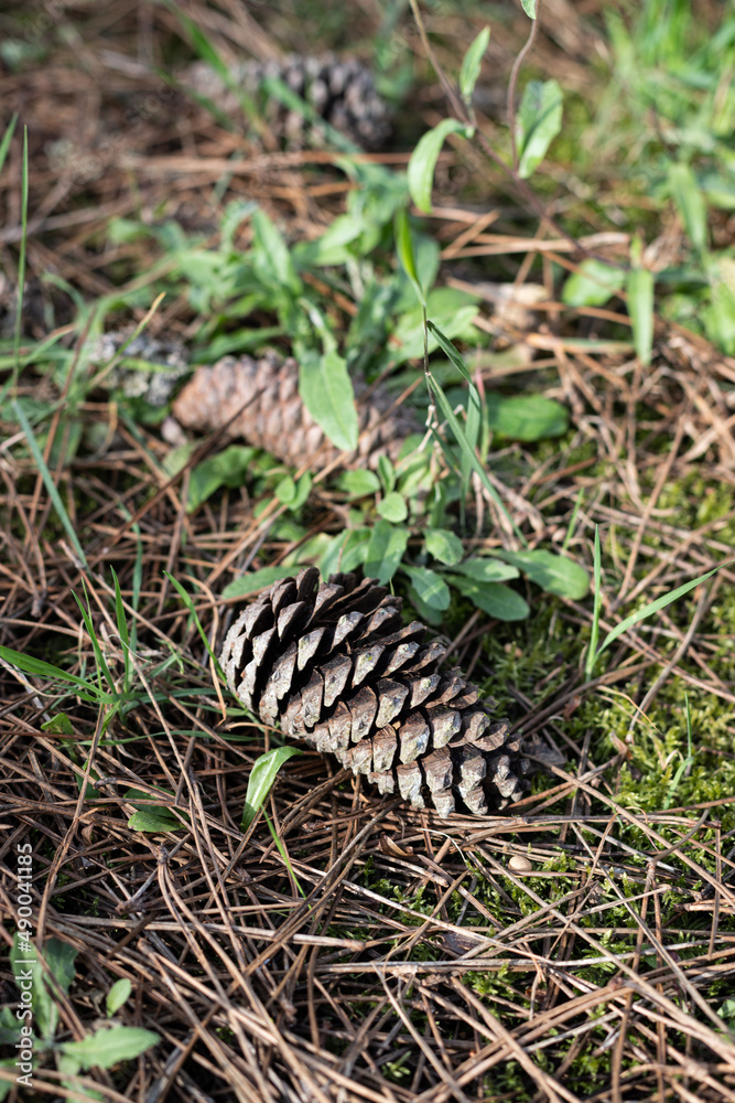 Pine cones on the ground, Parque ambiental do Buçaquinho, Esmoriz, Portugal