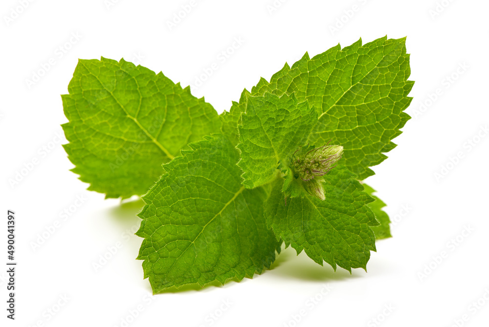 Fresh green mint, isolated on white background. High resolution image. Fresh green mint, isolated on white background. High resolution image.