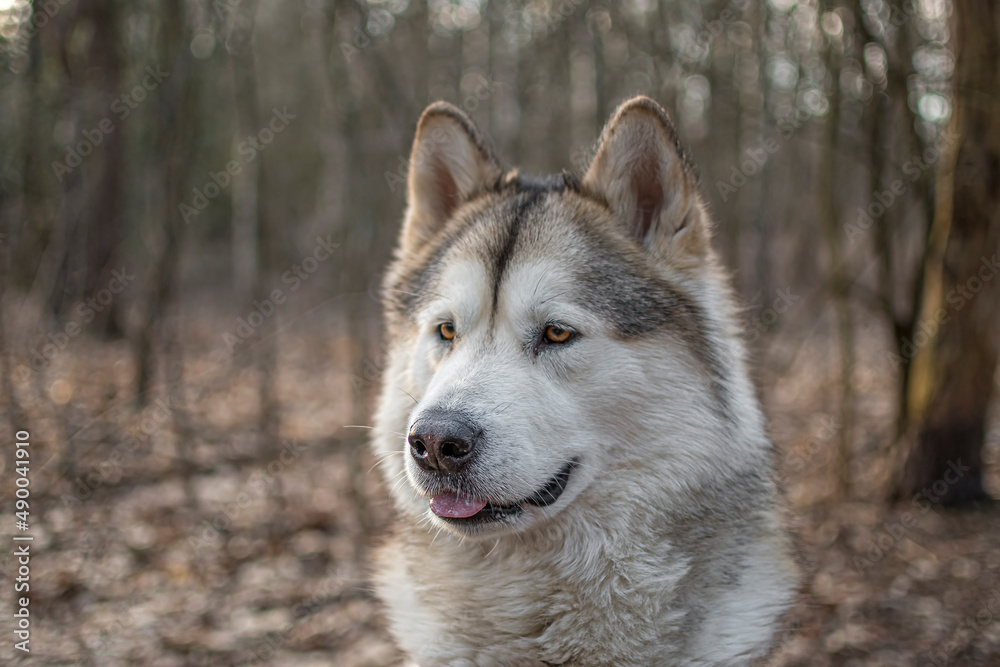 Alaskan Malamute observing the forest. Attentive look, bright lovely brown eyes, ears listening to the sounds. Selective focus on the details, blurred background.